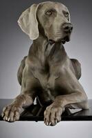 Studio shot of an adorable Weimaraner photo