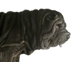 Portrait of an adorable Shar pei with wrinkled face photo