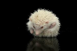 un adorable africano blanco- vientre erizo sentado en negro antecedentes foto