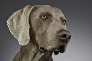 retrato de un adorable Weimaraner foto