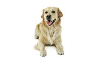 Studio shot of an adorable Golden retriever lying and looking satisfied photo