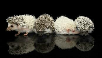 Studio shot of four hedgehogs photo