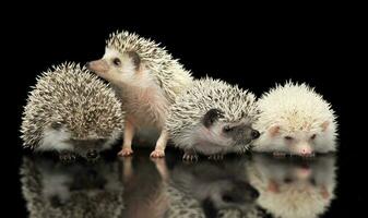 Four African Hedgehogs are in the dark studio one looking up photo