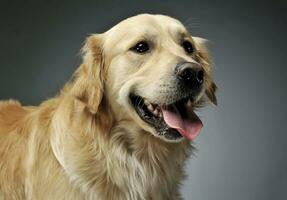 Portrait of an adorable Golden retriever looking satisfied photo