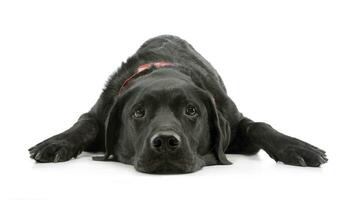 Studio shot of an adorable mixed breed dog photo