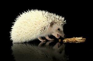 un adorable africano blanco- vientre erizo comiendo gusanos de la harina foto