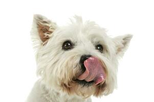 Portrait of an adorable West Highland White Terrier photo