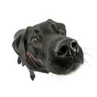 Wide angle shot of an adorable mixed breed dog photo