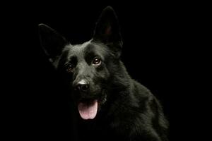 Portrait of a lovely shepherd dog photo