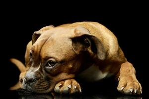 Studio shot of an adorable boxer puppy photo