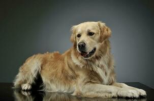 Studio shot of an adorable Golden retriever lying and looking satisfied photo