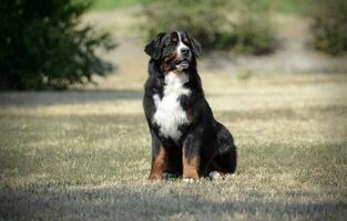 Bernese Mountain Dog sitting on the ground photo