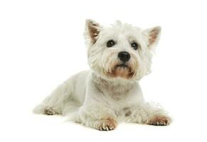 Studio shot of an adorable West Highland White Terrier photo