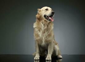 Studio shot of an adorable Golden retriever sitting and looking satisfied photo