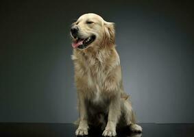 Studio shot of an adorable Golden retriever sitting and looking satisfied photo