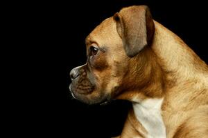 Portrait of an adorable boxer puppy photo