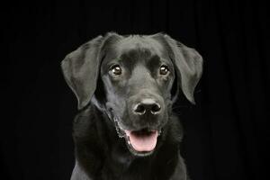 Portrait of an adorable mixed breed dog photo