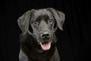 Portrait of an adorable mixed breed dog photo