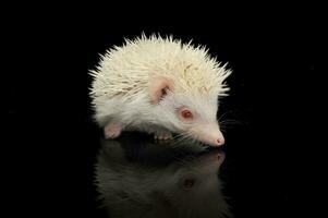 An adorable African white- bellied hedgehog standing on black background photo