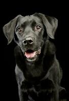 Portrait of an adorable Labrador retriever photo