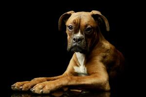 Studio shot of an adorable boxer puppy photo