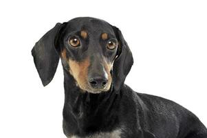 An adorable black and tan short haired Dachshund looking curiously at the camera photo