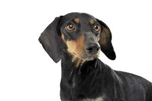 An adorable black and tan short haired Dachshund looking curiously photo