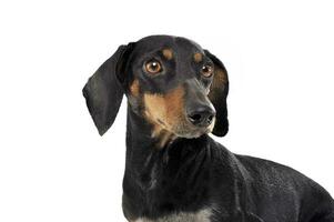An adorable black and tan short haired Dachshund looking curiously photo