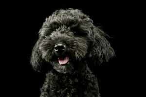 Portrait of an adorable lagotto photo