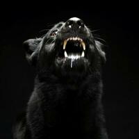 Black German shepherd barking in the dark studio photo