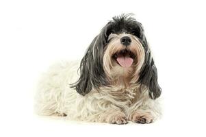 Studio shot of an adorable Havanese looking curiously at the camera photo