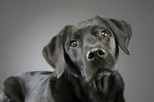 Portrait of an adorable mixed breed dog photo