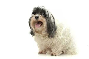 Studio shot of an adorable Havanese looking curiously at the camera photo