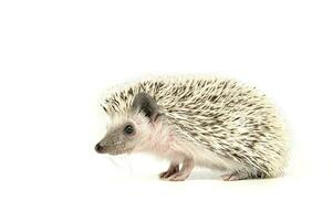 An adorable African white- bellied hedgehog standing on white background photo