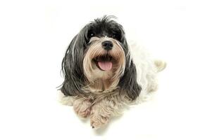 Studio shot of an adorable Havanese looking curiously at the camera photo