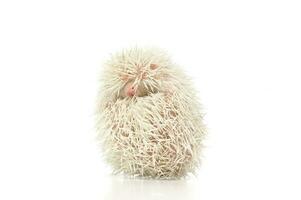 An adorable African white- bellied hedgehog curled into a ball photo