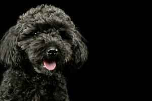 Portrait of an adorable lagotto photo