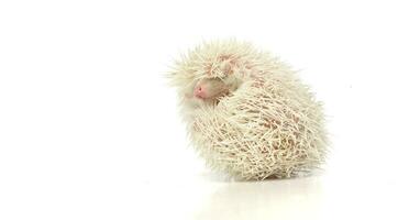 An adorable African white- bellied hedgehog curled into a ball photo