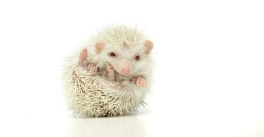 An adorable African white- bellied hedgehog looking at the camera photo