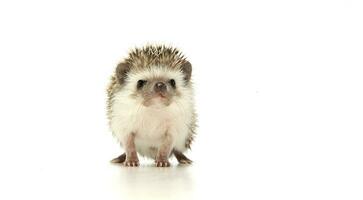 An adorable African white- bellied hedgehog looking curiously at the camera photo