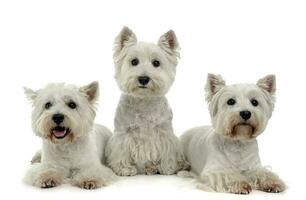 Tres Oeste tierras altas blanco terrier en el blanco estudio piso foto