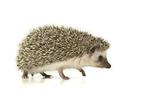 An adorable African white- bellied hedgehog walking on white background photo