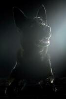 Black German shepherd watching in the dark studio photo