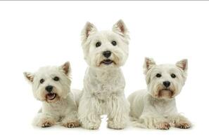 Studio shot of three adorable West Highland White Terriers photo