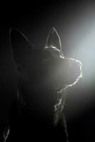 Black German shepherd watching in the dark studio photo