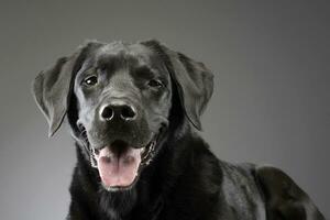 Portrait of an adorable mixed breed dog photo