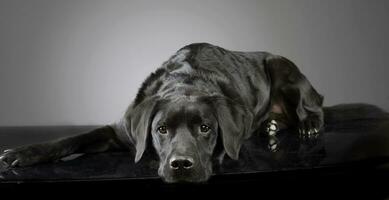 Studio shot of an adorable mixed breed dog photo