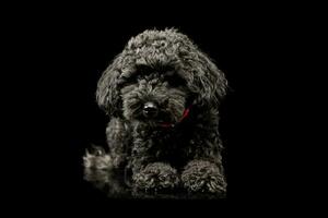 Studio shot of an adorable lagotto photo