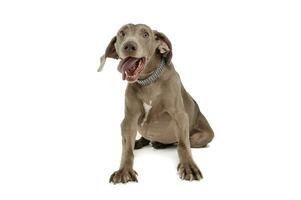 Studio shot of an adorable Weimaraner dog sitting and looking funny with hanging tongue photo