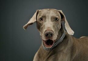 retrato de un adorable Weimaraner perro mirando curiosamente a el cámara foto